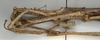 CollectionObject 1557438; 1f743a61-a5b0-4aeb-9472-68b58417f297: copyright NMW, Vienna. female: head and thorax, lateral view of synonym Palophus transvaalensis (syntype). (CollectionObject).