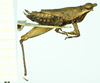 CollectionObject 1586202; 646d3b3d-1caa-48a1-85dd-d4bf2a89b677, NMW NRM-ORTH 13053: female, lateral view (paralectotype). (CollectionObject).