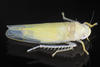 Live specimen: !! display not done !! on Typhlocyba modesta Gibson, 1917: (Observation).