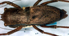 Sciarasaga quadrata Rentz, 1993: male dorsal (paratype). (Otu).