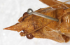 CollectionObject 1531618; NMW 23084, a66a4119-2105-4adf-a34e-cf5d9ef9e7ff: male, head, dorsal view (lectoytype). (CollectionObject).