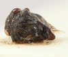 Habitus, dorsal view on Bolbonota (Tubercunota) bispinifera Goding, 1893: (Observation).