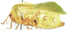 Bullacris unicolor (Linnaeus, 1758): male, lateral view. (Otu).