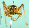 CollectionObject 1501407; 5614a38c-0c2e-49f1-9ea3-a74dc92d610b, DORSA BA000100S01: male, frontal view (holotype). (CollectionObject).