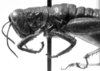 CollectionObject 1533443; e39981c4-e1cd-463d-89dd-f7d6de6774fc: Image Carbonell, C.S. female head and pronotum, lateral view (holotype). (CollectionObject).
