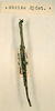CollectionObject 1557959; e29fad14-9726-47c9-9f9e-7fd5320cd597: copyright NHRS, Stockholm. female (holotype). (CollectionObject).