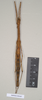 CollectionObject 1562906; 7c1a79dd-1533-4c80-b7c0-b10fd6b42064: copyright Natural History Museum, London. female (paratype). (CollectionObject).;CollectionObject 1562907; 5c2e562d-bb7a-40c9-9f68-656fff8c26e2: copyright Natural History Museum, London. female (paratype). (CollectionObject).