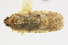 Habitus, dorsal view: !! display not done !! on Synecdoche grisea (Van Duzee, 1908): (Observation).