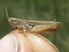 Orphulella pelidna (Burmeister, 1838): male (about 1 mile west of Antioch, Nebraska, 18 July 2020). (Otu).