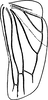 Hind wing on Eurhadina (Singhardina) robusta (Mahmood, 1967): Hind wing. (Observation).