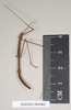 CollectionObject 1557890; NHMUK(SF IMPORT DUPLICATE) 844866, 01a0d8e3-1fc1-43a5-9908-4075d3d89a69: copyright Natural History Museum, London. male Bacteria aegyptiaca (holotype). (CollectionObject).