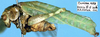 CollectionObject 1517390; ed189590-3c16-4b07-b17c-175543f02ed7: male, lateral view (holotype). (CollectionObject).