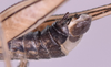CollectionObject 1544483; d7d2b98e-f4cb-4459-afd6-cd880243c478: male, terminalia in lateral view (Paramastax hirsutum holotype). (CollectionObject).