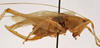 CollectionObject 1534474; 4f7f0f8d-5657-4b6c-a7b5-dbf0d67b384b: female, lateral view (holotype). (CollectionObject).