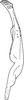 Stylus: !! display not done !! on Zygina (Zygina) Fieber, 1866: Stylus (Z. flammigera Fourcr.). (Observation).