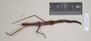 CollectionObject 1557270; NHMUK(SF IMPORT DUPLICATE) 845177, fe1365cc-bd92-4c68-be3a-9de7fe605edc: copyright Natural History Museum, London. female (holotype). (CollectionObject).