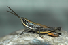 Opeia obscura (Thomas, 1872): male. (Otu).