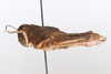 CollectionObject 1586713; 3629fe53-9aef-4376-a6ce-f4cd7eb307d9: female, lateral view (paratype). (CollectionObject).