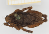CollectionObject 1517873; a6edab09-c0dd-4912-990d-04d9642e1c12, NHMUK010362930: female, dorsal view (syntype). (CollectionObject).