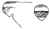 Neoconocephalus maxillosus (Fabricius, 1775): fastigium of vertex. (Otu).