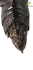CollectionObject 1849329; e354ba48-ba5e-4b24-a07f-eeff7b7f4c3b, Unioeste Cascavel K-0429: Male. End of abdomen, dorsal view. (CollectionObject).