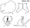 Pygofer appendages: !! display not done !! on Cuerna alta Oman & Beamer, 1944: <b>A</b>, male pygofer lateral aspect; <b>B</b>, aedeagus lateral aspect; <b>C</b>, aedeagus caudal aspect; <b>D</b>, female internal sternum VIII. All from paratypes. (Observation).