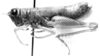 CollectionObject 1525526; 0ccd6566-c2e2-4b6b-80ab-322d919f9508: female, lateral view (allotype). (CollectionObject).