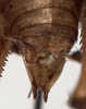 CollectionObject 1527265; a67f68f3-4285-4a41-a4cd-e7a71b7f070d: male abdomen tip, dorsal view. (CollectionObject).
