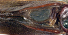 CollectionObject 1531743; 16cf3950-c139-4730-b711-cf15cd786cc3: male, stridulatory area (holotype). (CollectionObject).