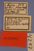 CollectionObject 1514361; d4715a8c-55a2-4734-b0eb-1bfcaa615c02, MLP4257/2: labels (allotype). (CollectionObject).