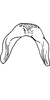 Connective on Arboridia (Arboridia) jacobii (Dworakowska, 1972): Connective. (Observation).