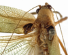 CollectionObject 1529758; 4554ef4a-8d2d-4596-bc58-86be39b7192c: male, stridulatory area (holotype). (CollectionObject).