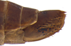 Other on Coarctana striata Domahovski & Cavichioli, 2023: Female paratype [DZUP]: distal portion of abdomen, lateral view. (Observation).