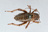 CollectionObject 2868942; CNCI 1043802, a691fcc5-7982-4125-8eb3-b922f1dbcad0: Cyphoderris monstrosa. (CollectionObject).