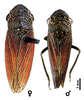 Habitus, dorsal view: U.S.A., Arizona, Cochise Co., Chiricahua Mts., INHS. (Observation).