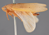 Habitus, lateral view: !! display not done !! on Ponana (Ponana) puncticollis (Spångberg, 1878): (Observation).