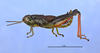 CollectionObject 1595271; 569689ef-4d67-441b-af0e-36be87115fb9: male, lateral view (holotype). (CollectionObject).