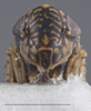 Head on Deltocephalus fuscinervosus Van Duzee, 1894: Head/Face. (Observation).