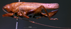 CollectionObject 1503290; MBBJ 3224872, 9ebeaf83-c7e1-4c83-951b-5ef4066babae: female, lateral view. (CollectionObject).