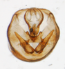 Pygofer, ventral view: !! display not done !! on Sogatella molina (Fennah, 1963): (Observation).