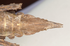 CollectionObject 1577050; 81ec4be9-24a2-4bfe-8abb-df410298d484: copyright ZIN St. Petersburg. female: end of abdomen, ventral view (paratype). (CollectionObject).;CollectionObject 1577051; 4cf9588e-6dd4-4039-86a3-4a6a7c57cbb0: copyright ZIN St. Petersburg. female: end of abdomen, ventral view (paratype). (CollectionObject).