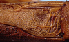 male, stridulatory area (paratype). Depicts Banza nihoa Hebard, 1926, an Otu.