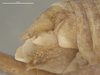 CollectionObject 1593807; a9000780-c3c0-4d1a-9895-19e4246dfe18: Male, postabdomen, lateral view (holotype). (CollectionObject).