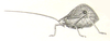 Roxelana crassicornis (Stål, 1874): Fig. 116. male habitus (Chlorophylla rufipes - tegmina 29 mm). (Otu).