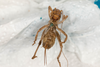 CollectionObject 1475002; 0c7dc88e-84d3-455e-a200-7f087d2be611: female, ventral view (syntype #2). (CollectionObject).