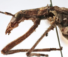 CollectionObject 1539817; 48ea20ca-0c94-4428-98c1-ffd25a7dc282, MNHN-EO-ENSIF713: male pronotum lateral (holotype). (CollectionObject).