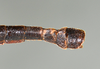 CollectionObject 1563141; 962a9609-c023-46f7-ba95-d56b44888008: copyright USNM, Washington. (CollectionObject).