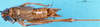 CollectionObject 1505220; e48cec96-838a-4408-a34f-9f62eb5cdfaf: male abdomen tip, dorsal view (paratype). (CollectionObject).