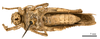 CollectionObject 1478065; 4cb85b59-6194-4213-a431-f3db37295a85: male, ventral view (holotype). (CollectionObject).