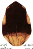 Habitus, dorsal view on Clastoptera anceps McAtee, 1920 now Clastoptera saintcyri Provancher, 1872: (Observation).